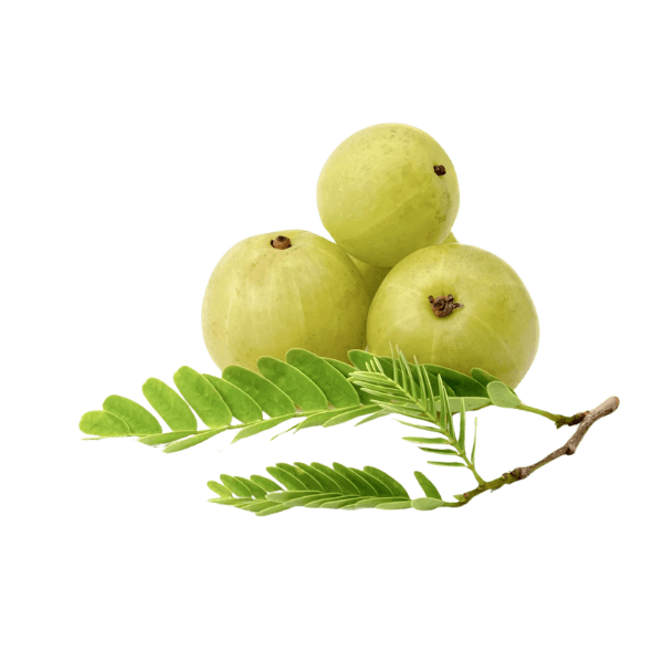 Home 2 Amla Home